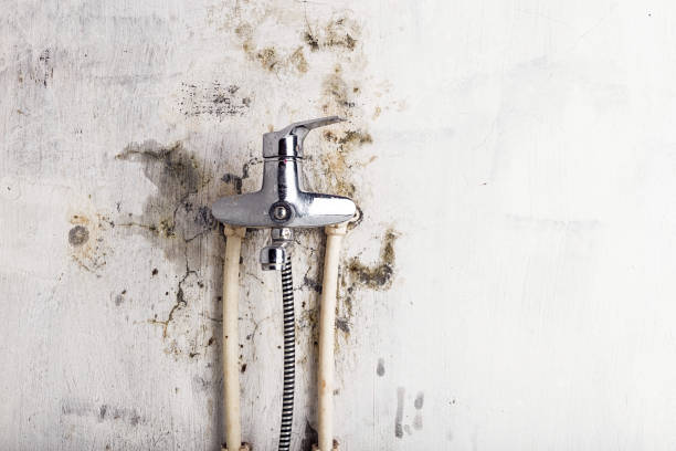 Best White Mold Remediation in Owensville, MO