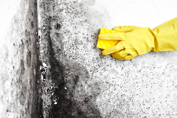Best Bathroom Mold Remediation in Owensville, MO