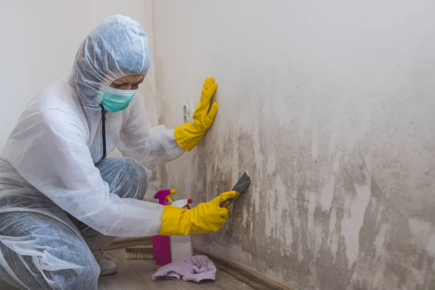 Best HVAC Mold Remediation in Owensville, MO