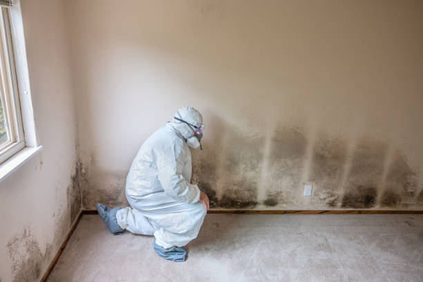 Best Residential Mold Remediation in Owensville, MO