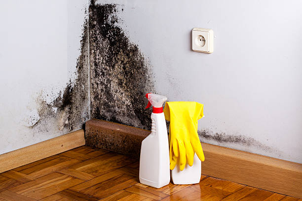 Best Mold Testing and Inspection Services in Owensville, MO