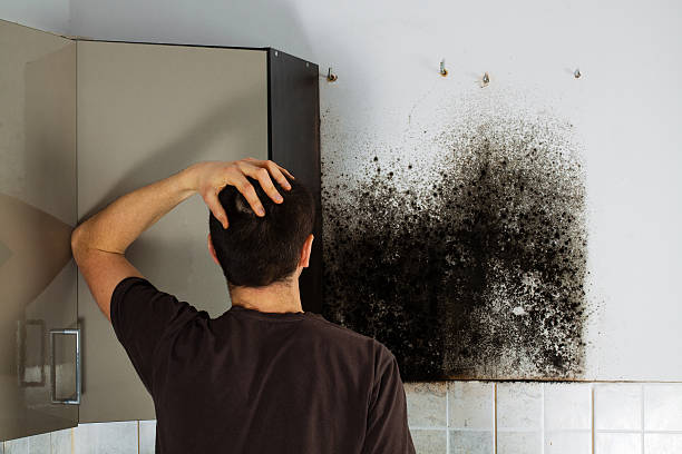 Best Kitchen Mold Remediation in Owensville, MO