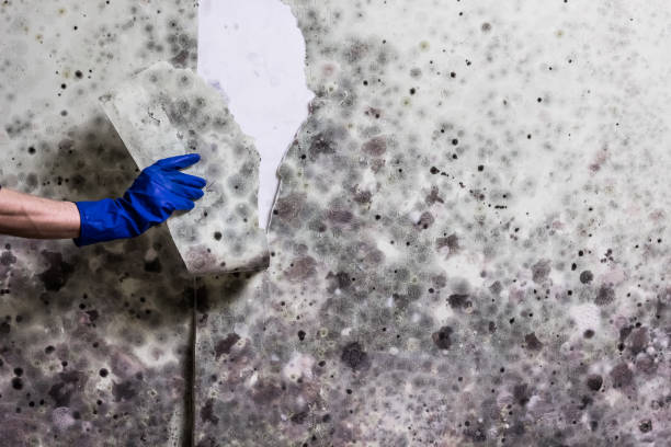 Best HVAC Mold Remediation in Owensville, MO